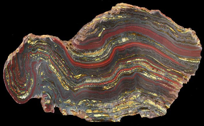 Polished Tiger Iron Stromatolite - ( Billion Years) #46800